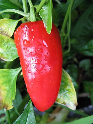 Frank's red sweet pepper