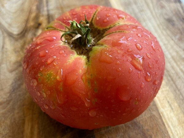 Picked giant german pink tomato