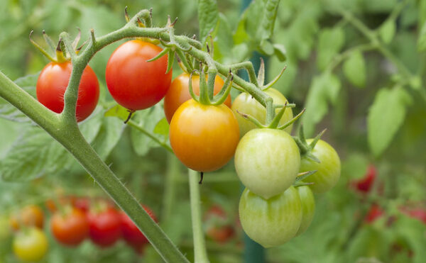 Mini orange tomato plant