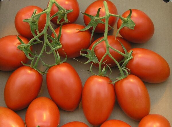Bunch of napoli tomatoes