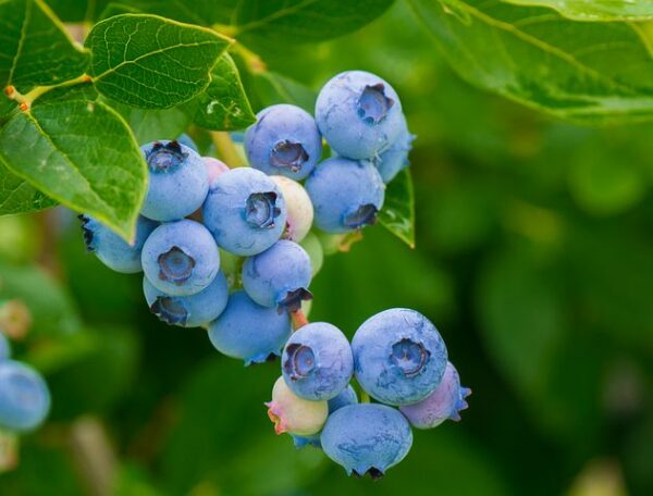 Blueberry - Patriot