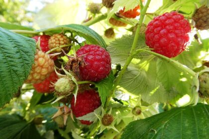 Raspberry - Caroline