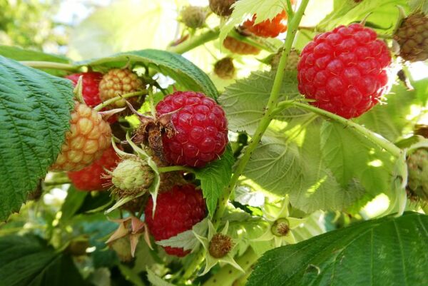 Raspberry - Caroline
