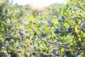 Blueberry - Toro
