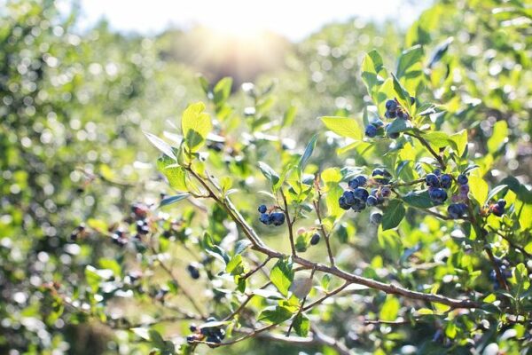 Blueberry - Toro