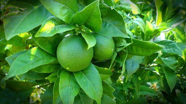 Lime - Persian