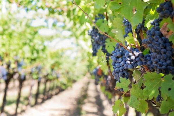 Grape vine - Petite Pearl