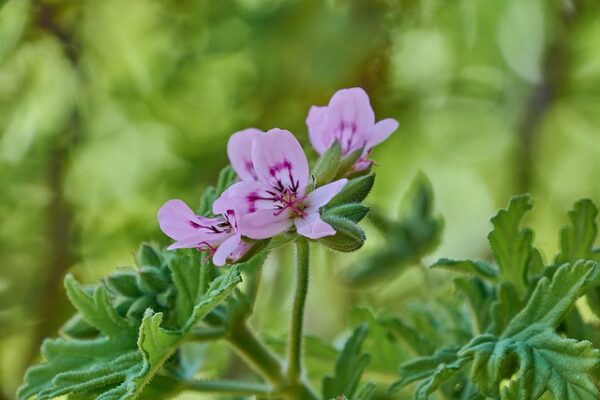 Pelargonium 'Citronella' Geranium