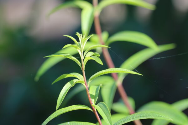 Lemongrass Seedling