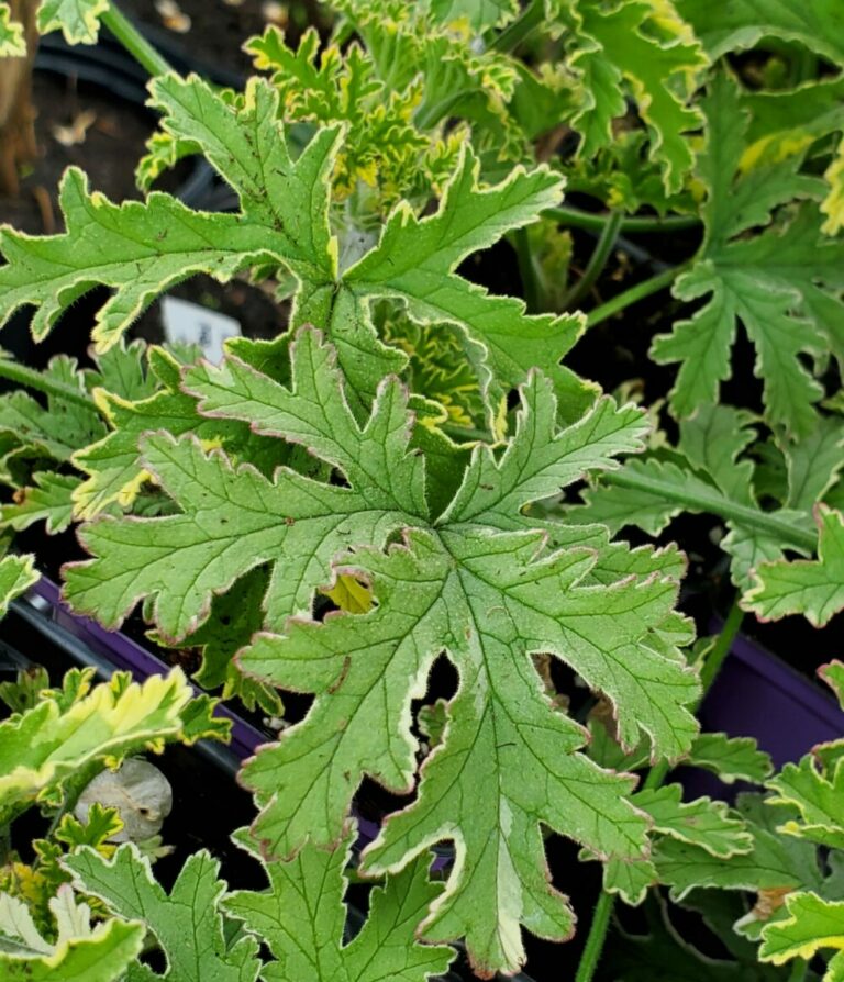 Variegated Scented Geranium ‘Mint Rose’ Urban Seedling