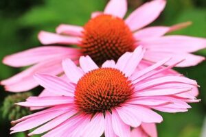 Echinacea