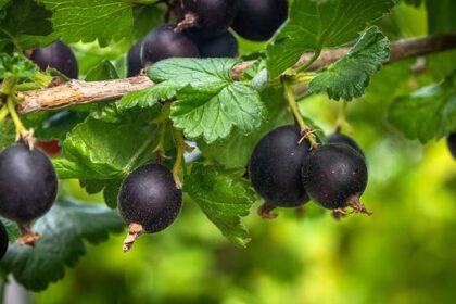 Gooseberry - Ribs Josta