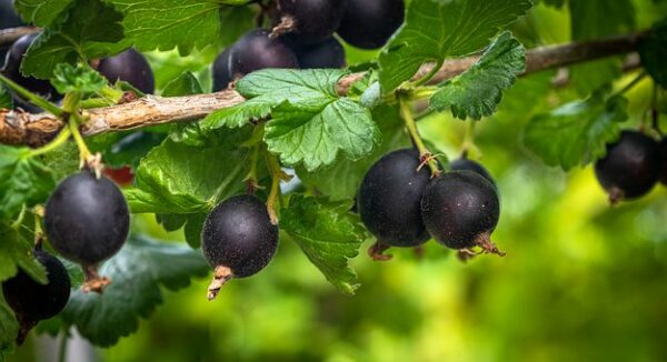 Gooseberry - Ribs Josta