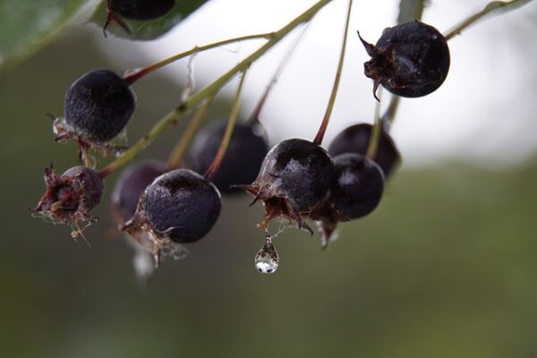 Amelanchier berries with a water drop