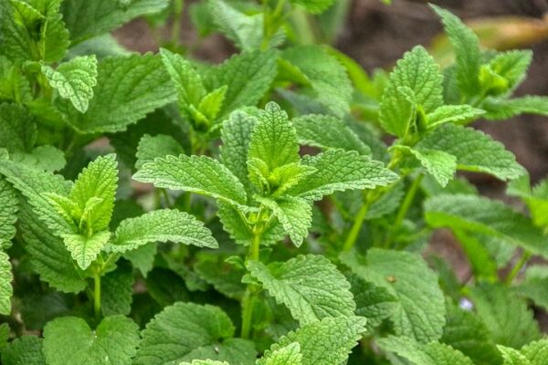 Lemon Balm - 5 inch pot