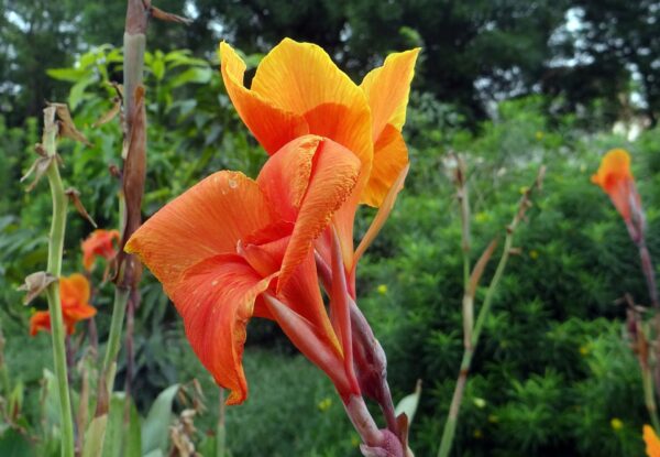 Canna - 2 gallon