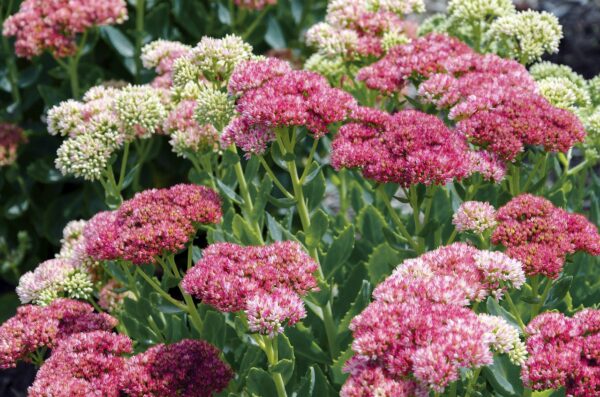 Sedum Stonecrop - 2 gallon