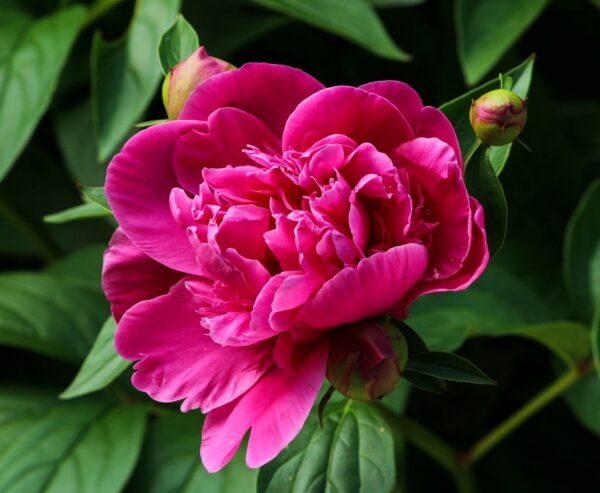 Peony