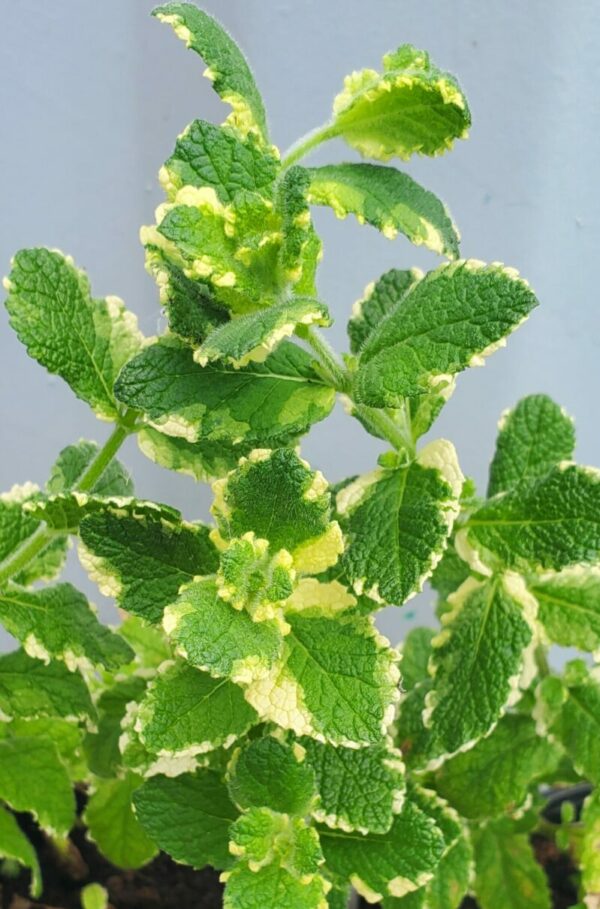 Pineapple Mint