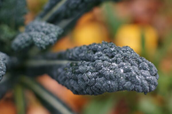 Kale - Lacinato