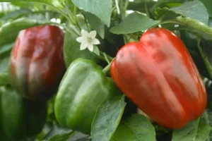 Sweet pepper - California Wonder