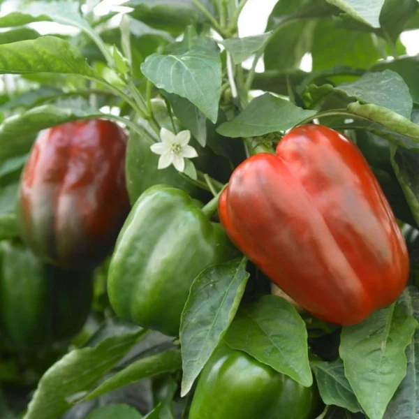 Sweet pepper - California Wonder