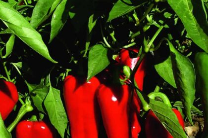 Sweet pepper - Marconi