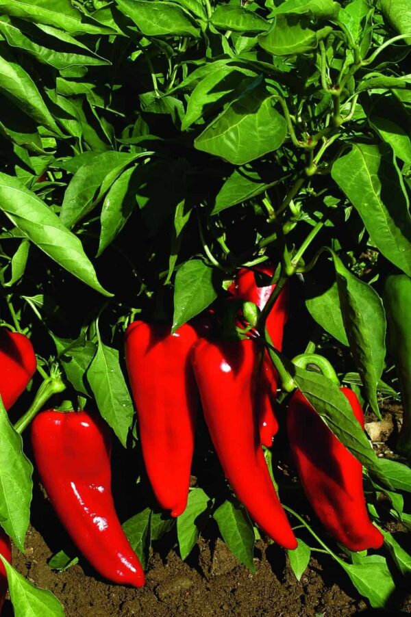 Sweet pepper - Carmen