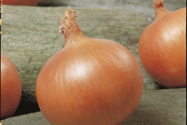 Onion, Yellow - Cortland