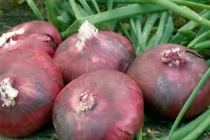 Red onion - Rossa di Milano