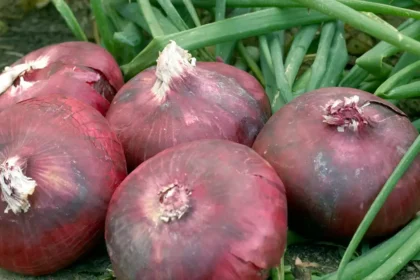 Red onion - Rossa di Milano
