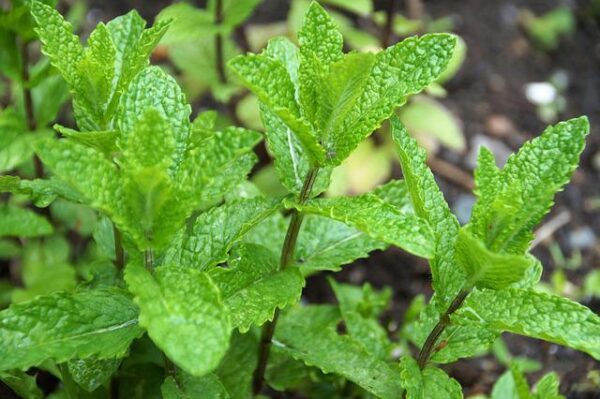 Peppermint - 3''