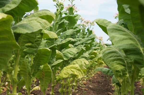 Mapacho Tobacco