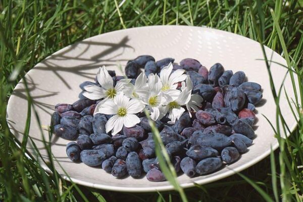 Honeyberry / Haskap - Tundra