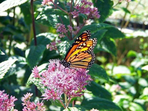 Milkweed