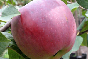 Apple Tree - Liberty