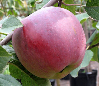 Apple Tree - Liberty