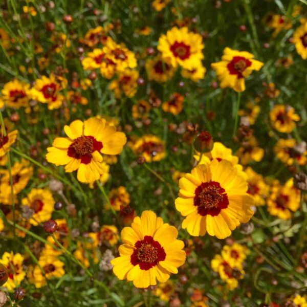 Field of yellow coreopsis hohes
