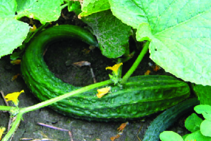Cucumber - Suyo Long