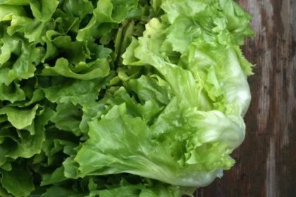 Two heads of scarole coral lettuce leaning against eachother