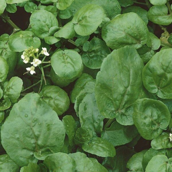 Watercress