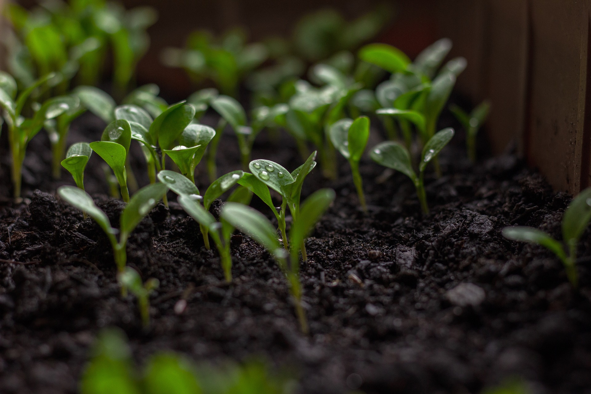 5 Quebec Startups Deploying Urban Agriculture