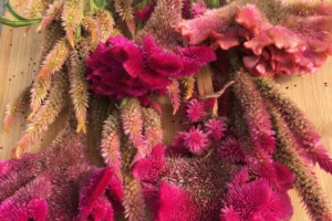 Bright pink bouquey of celosias