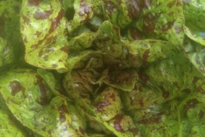 Close up on a head of green flash trout back lettuce.