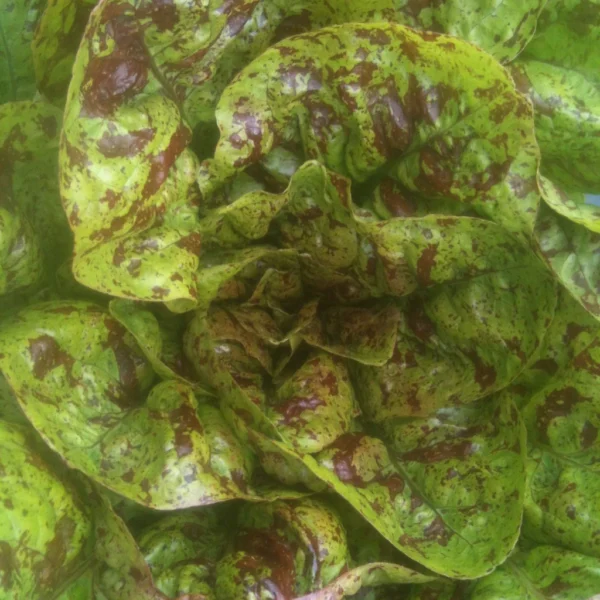 Close up on a head of green flash trout back lettuce.