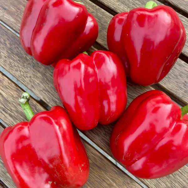 Spread of fire red sweet peppers on a deck.