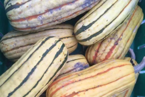 Pile of light yellow green stripped zeppelin squash.