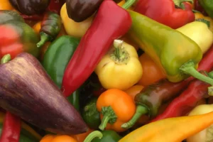 A mix of sweet peppers, large and small. Red, yellow, orange, green and purple.
