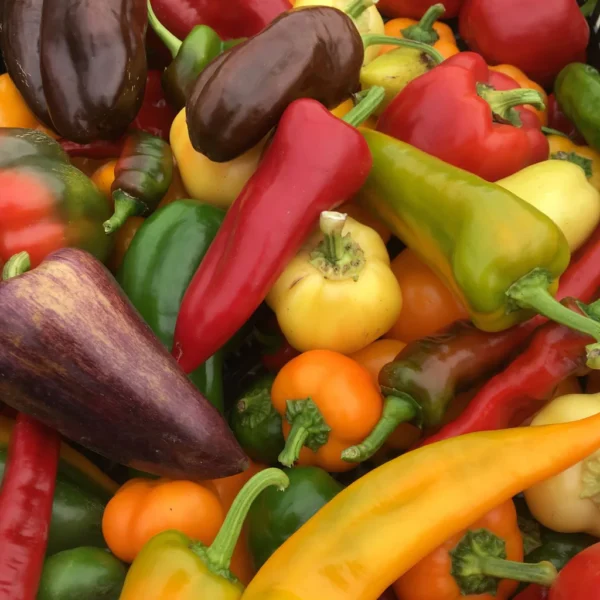 A mix of sweet peppers, large and small. Red, yellow, orange, green and purple.