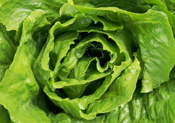 Lettuce - Little Gem